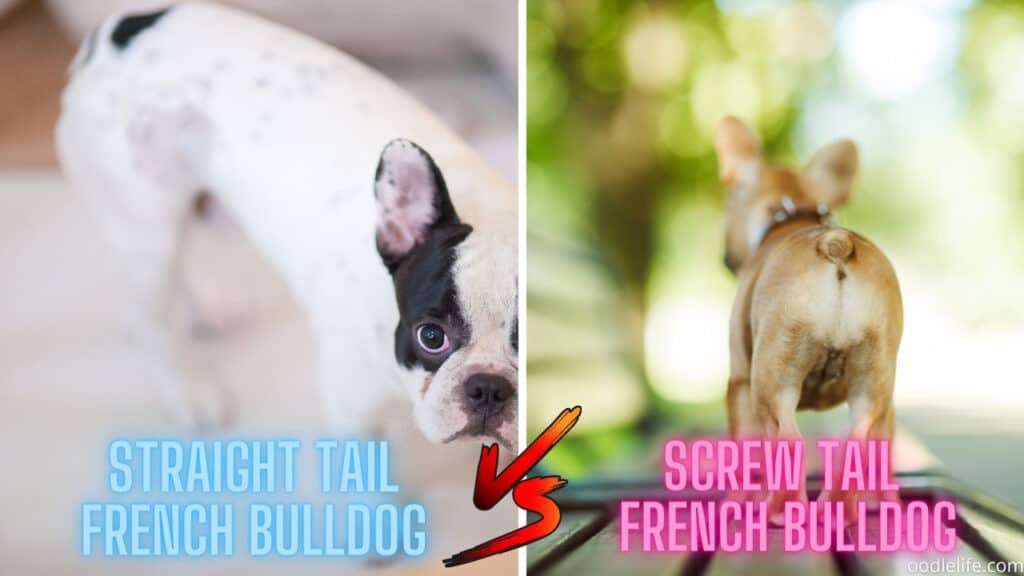 straight tail vs screw tail french bulldog