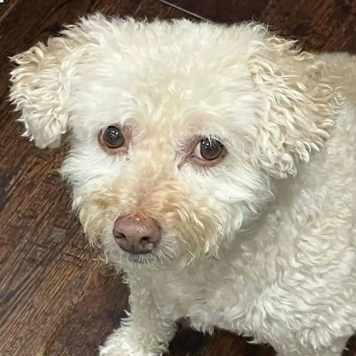 street Poodle freshly groomed