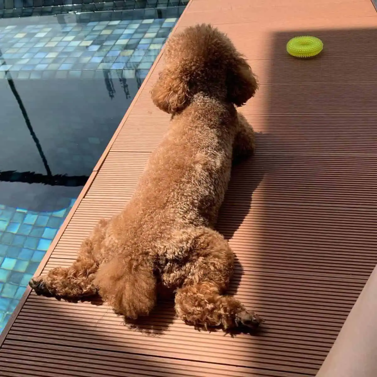 sunbathing Poodle with ring a toy