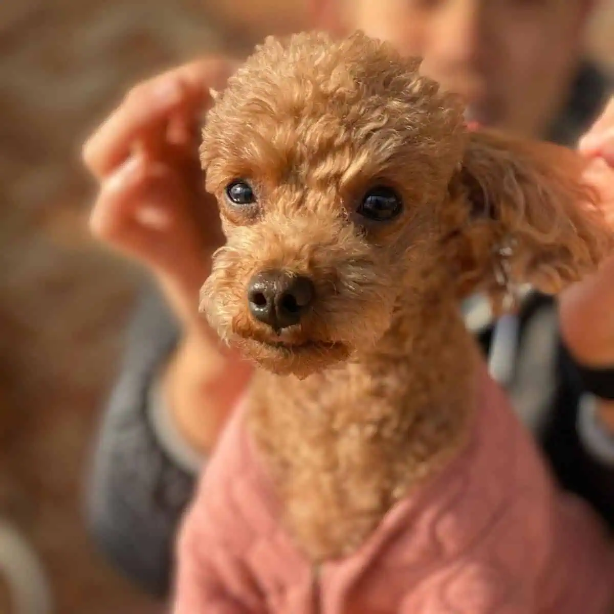 sweater for Poodles
