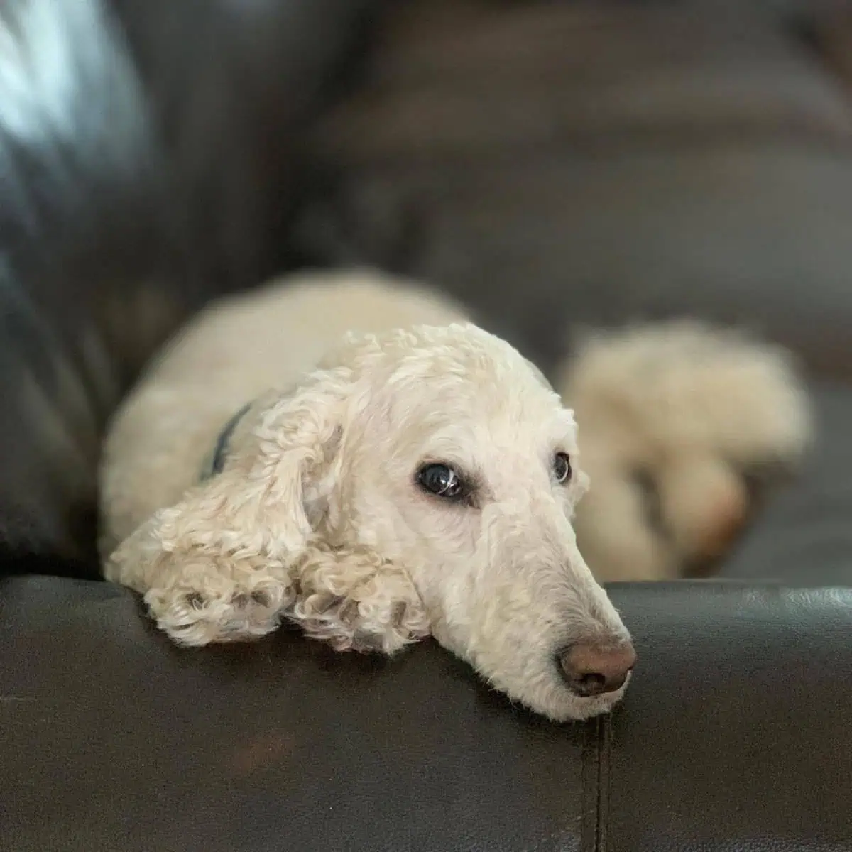 sweet looking Poodle