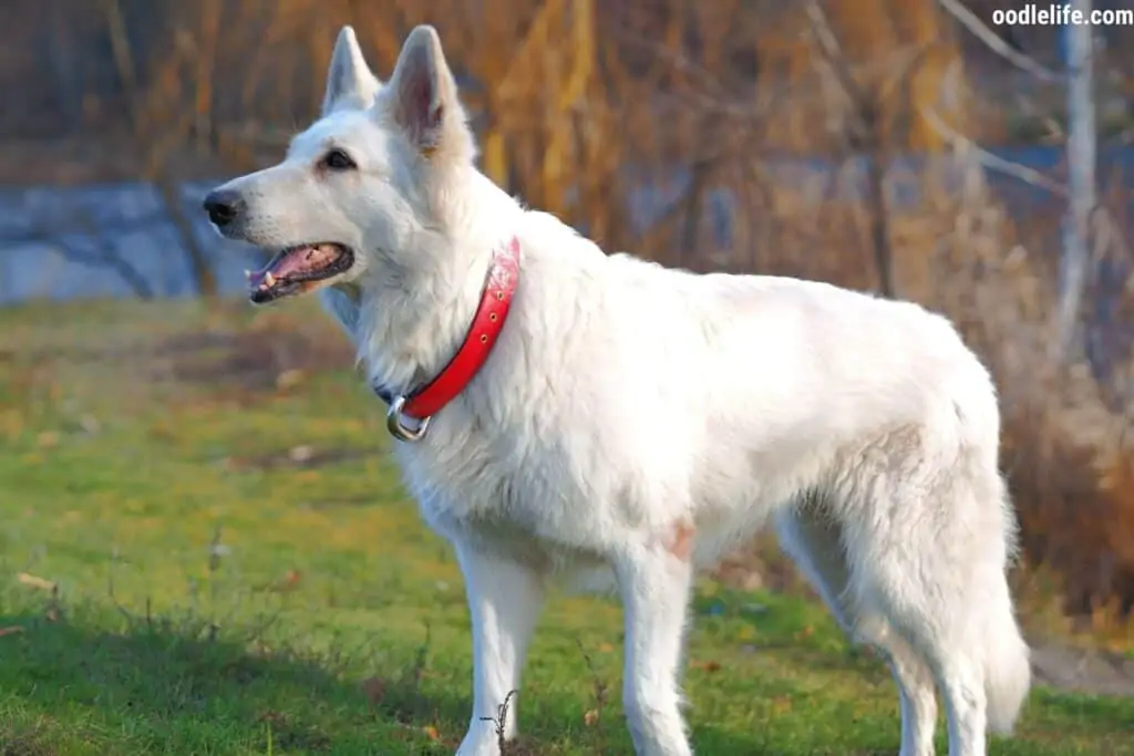 swiss shepherd dog