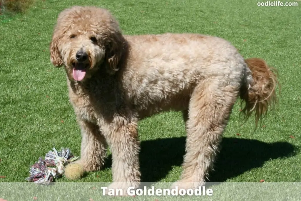 tan goldendoodle color coat