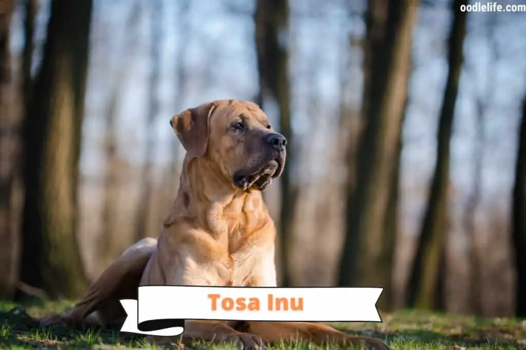 tosa inu japanese fighting dog