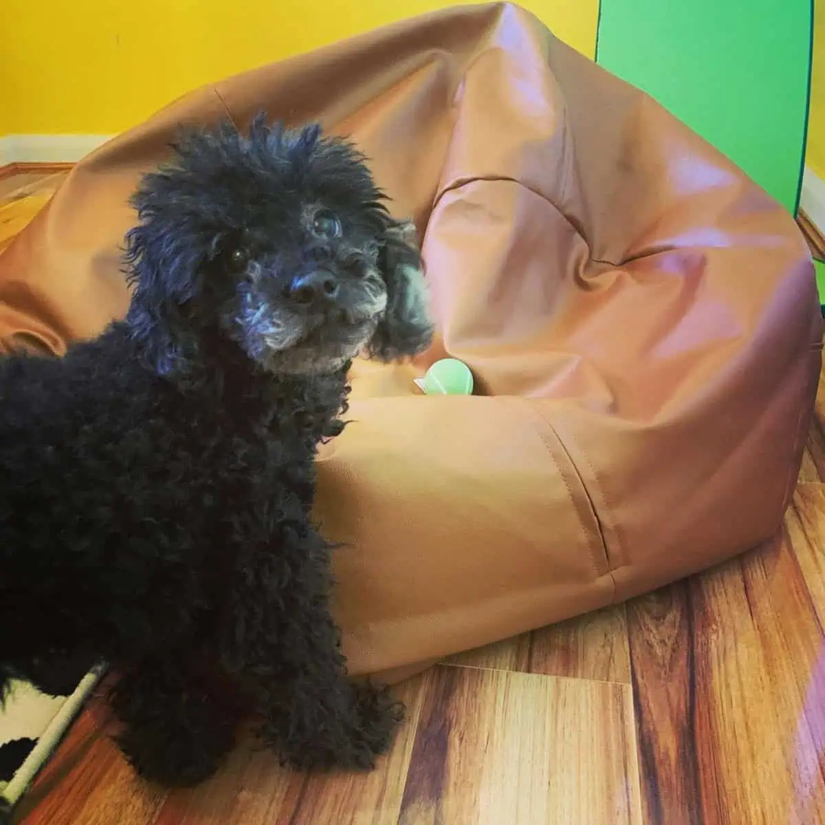 Toy Poodle and ball