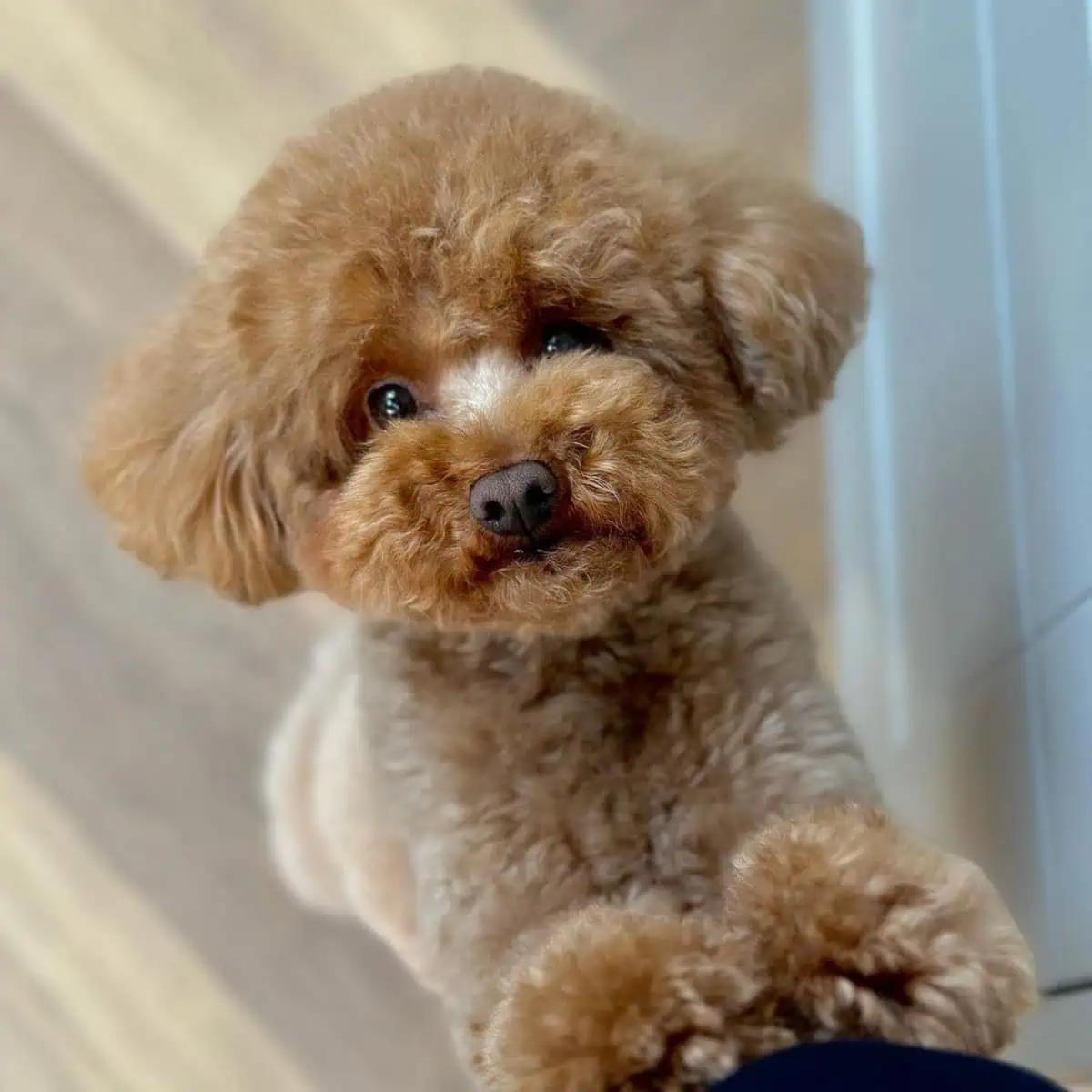 Toy Poodle begs for treat