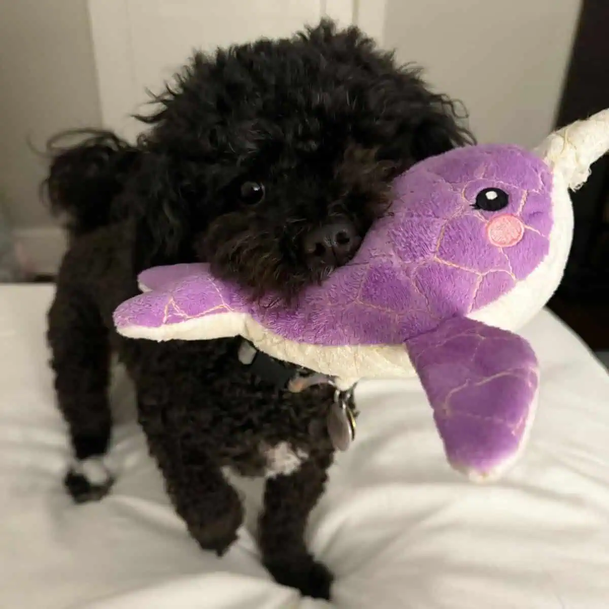 Toy Poodle biting new plush toy