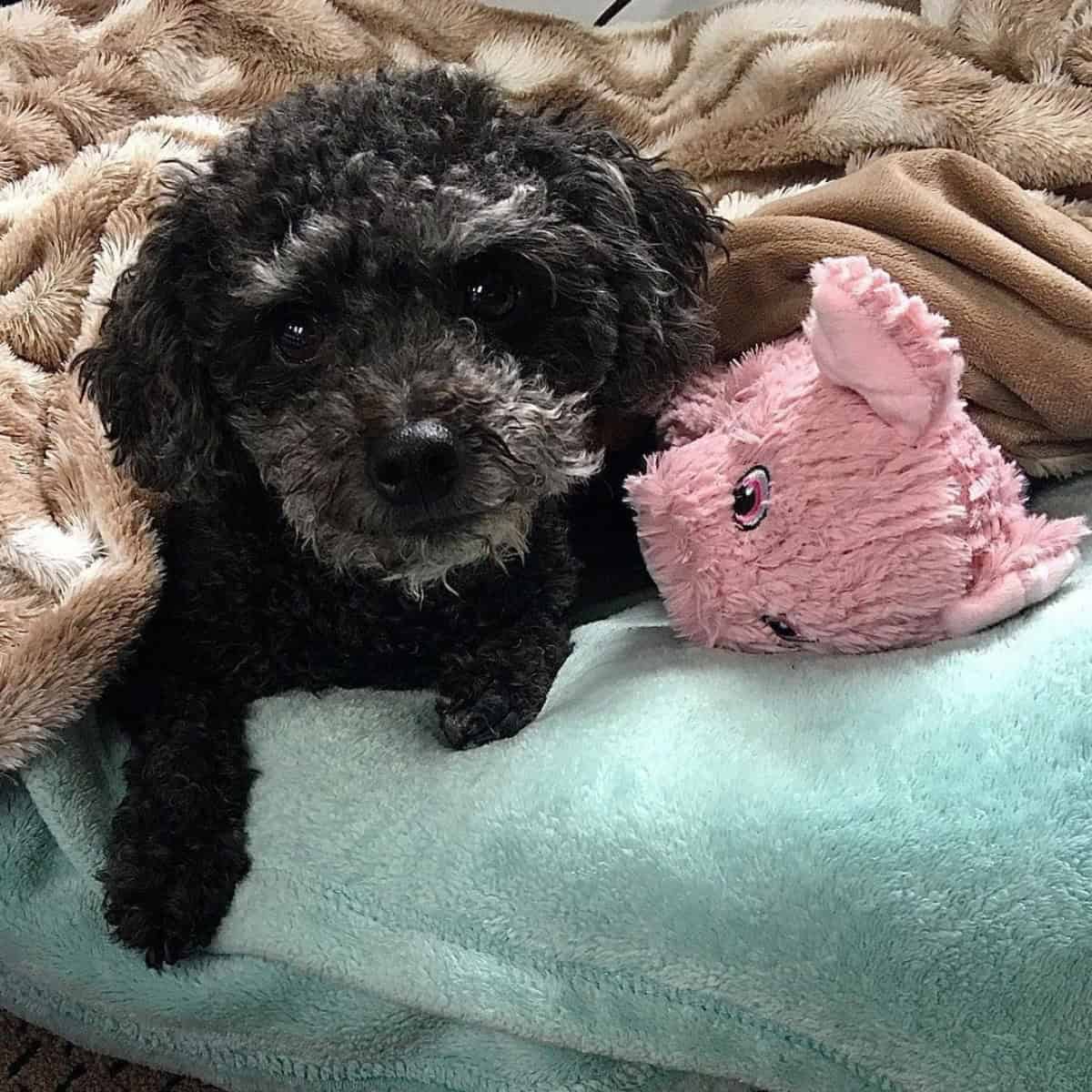 How Big Do Poodles Get? 1