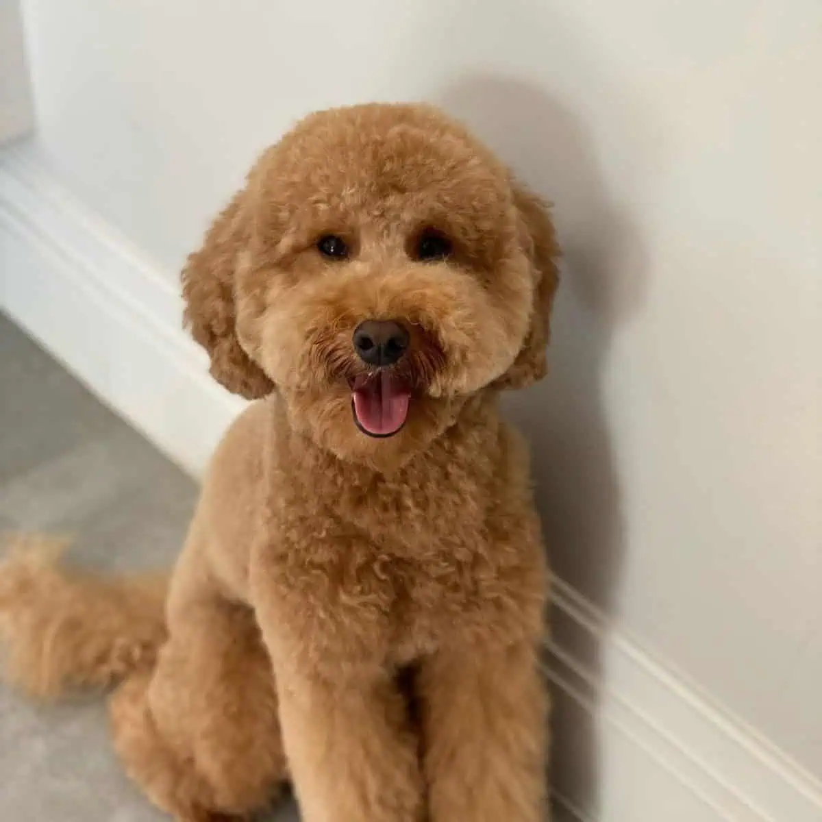 Toy Poodle looks smart