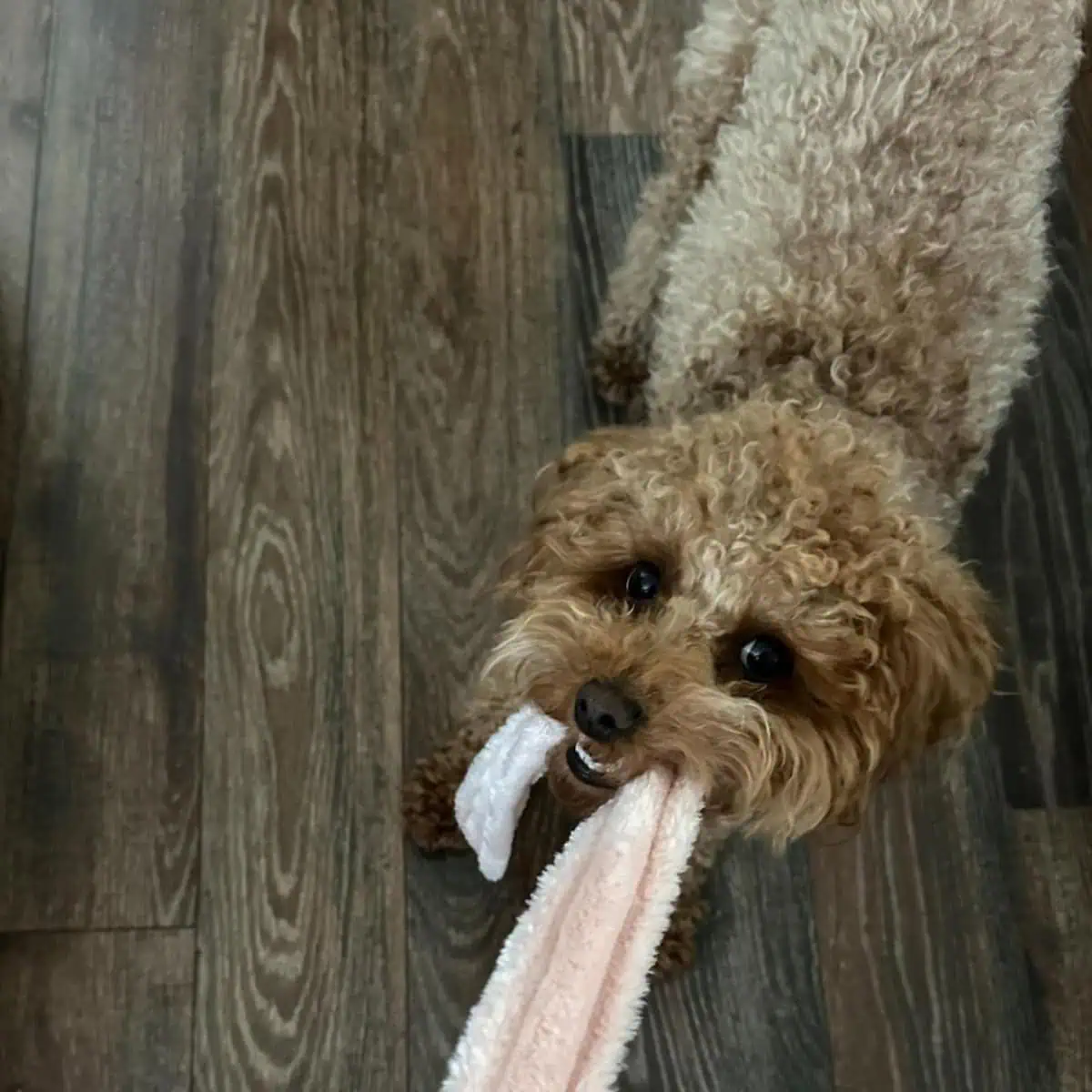 Toy Poodle pulling bathrobe