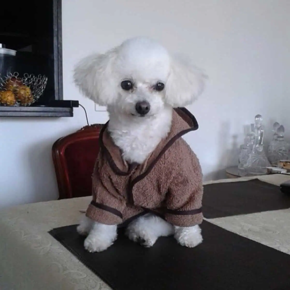 Toy Poodle wearing bathrobe