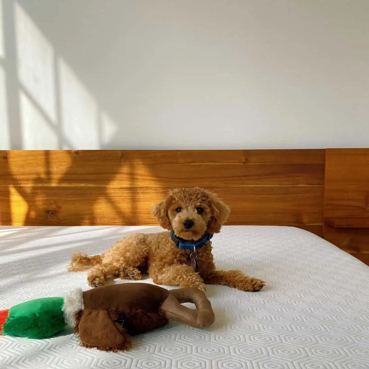Toy Poodle with a toy in bed