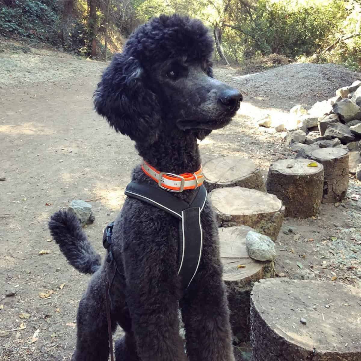 training a Poodle