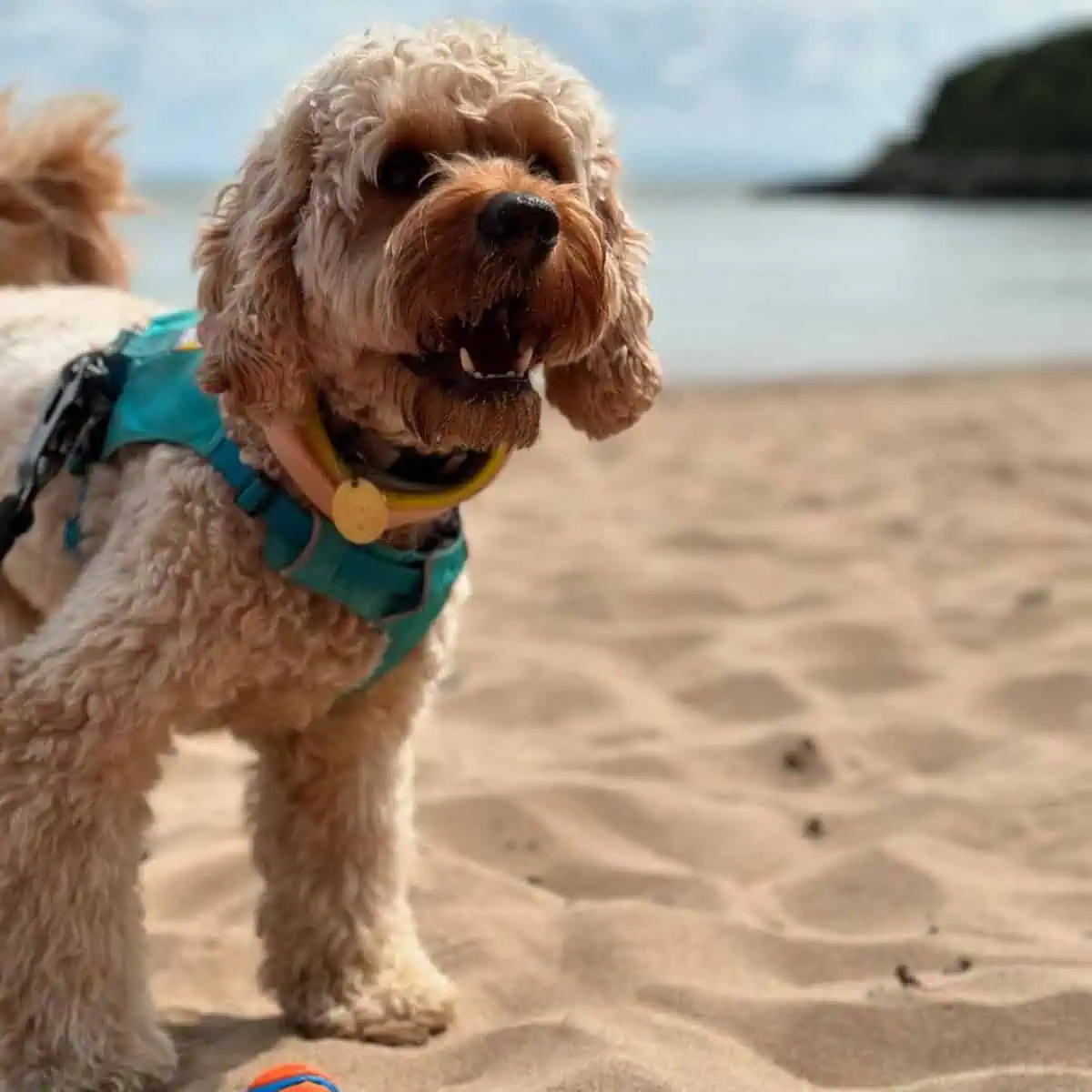 training Cavapoo at the beach