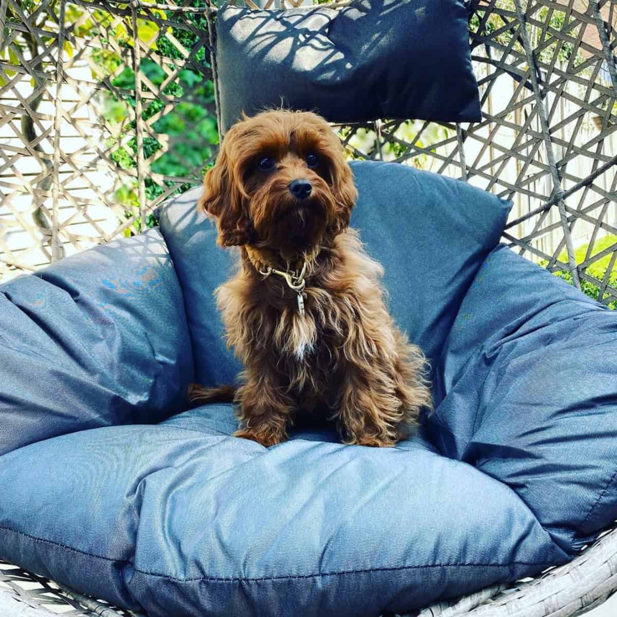 well-behaved Cavapoo puppy