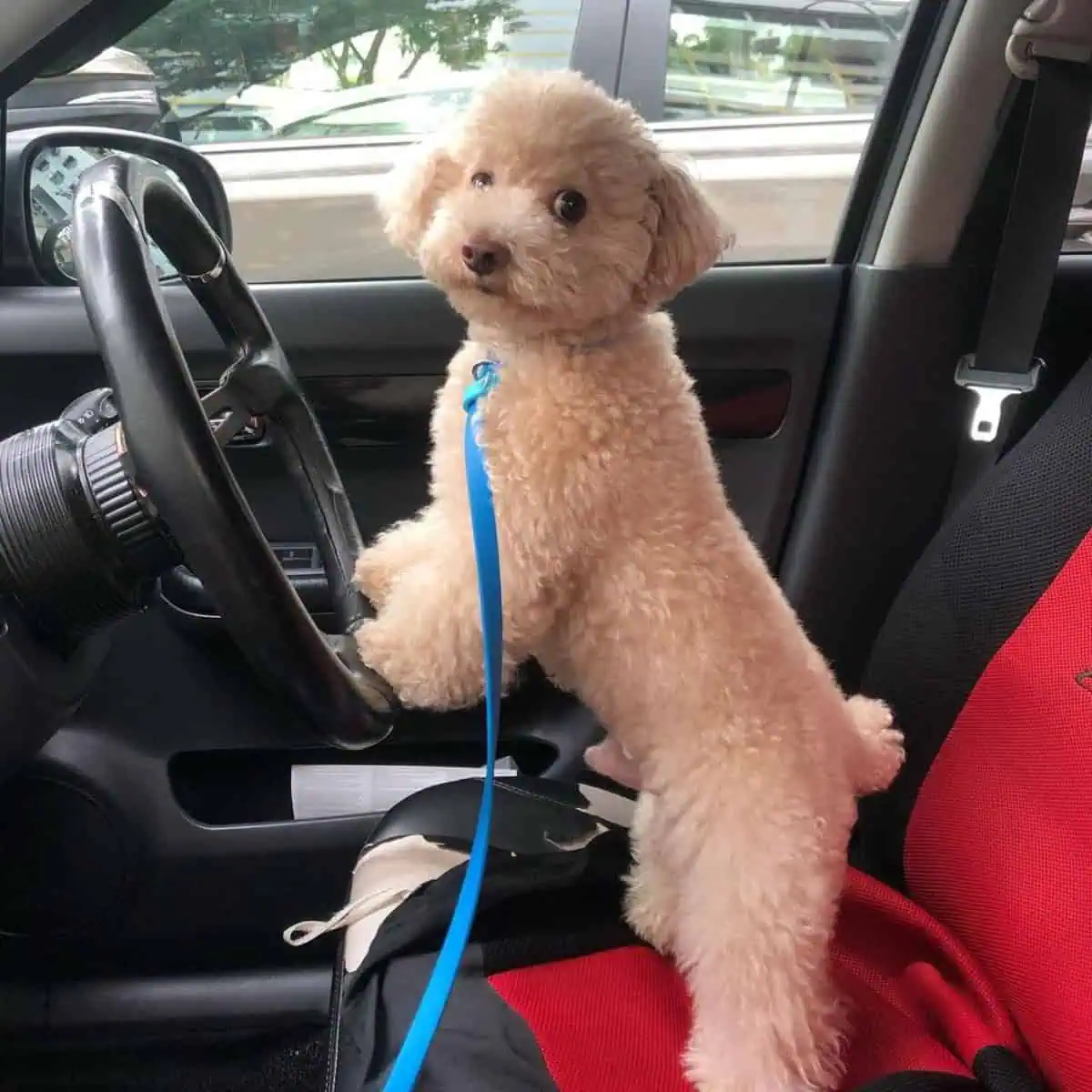 well-groomed happy Poodle