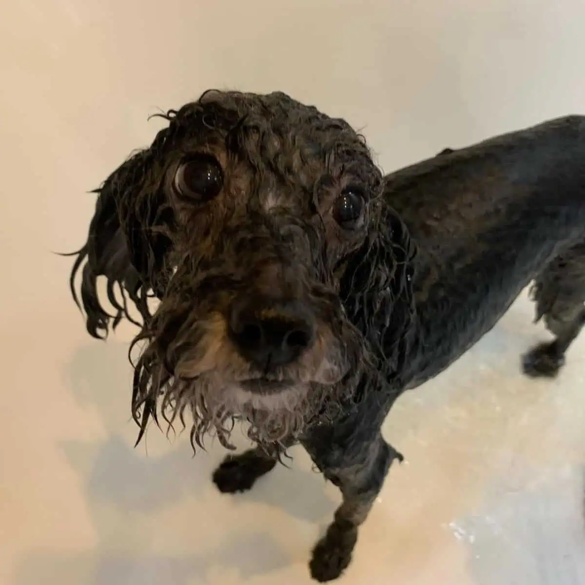 wet Poodle