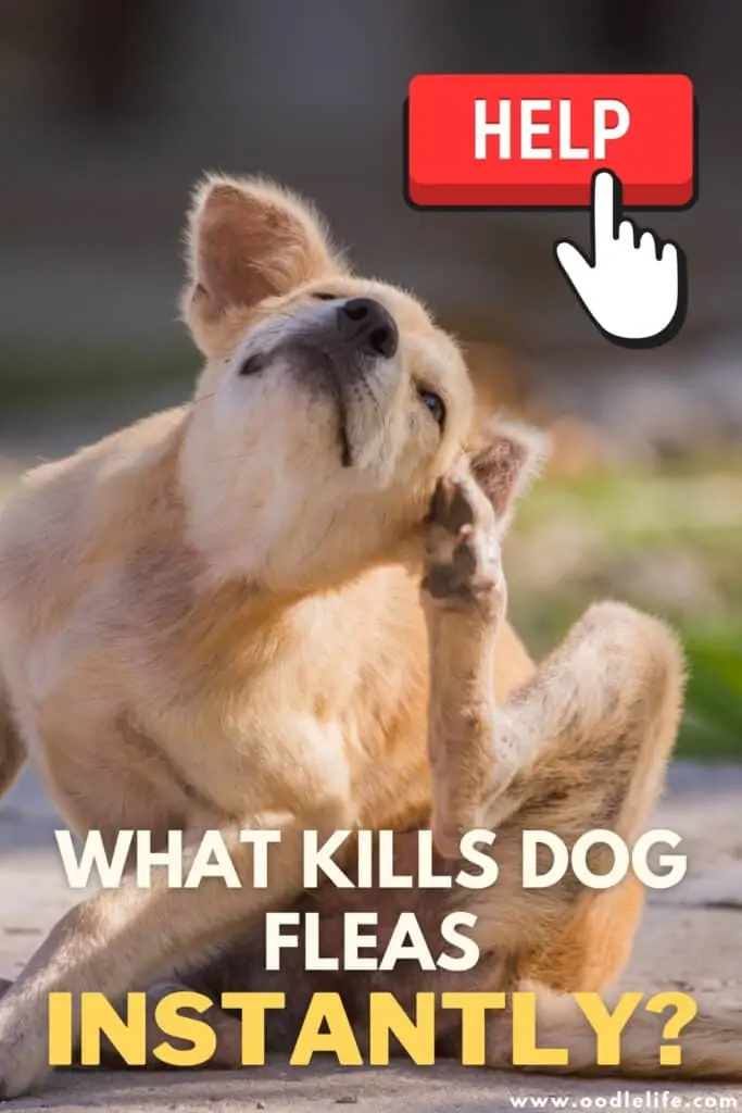 what kills dog fleas instantly
