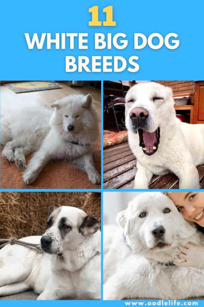 11 White Big Dog Breeds [with Photos] - Oodle Life