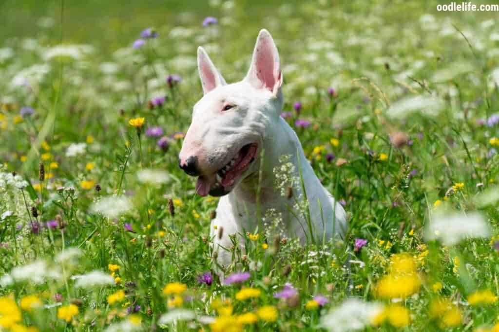 a white bull terrier