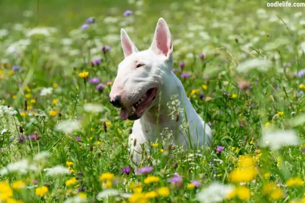 a white Bull Terrier