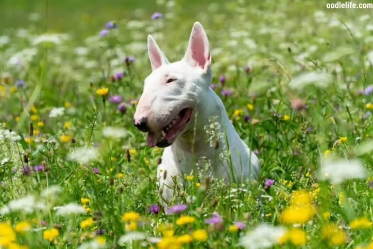 Can Dogs Drink Lemon Water?