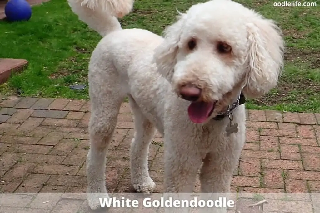 all white goldendoodle color