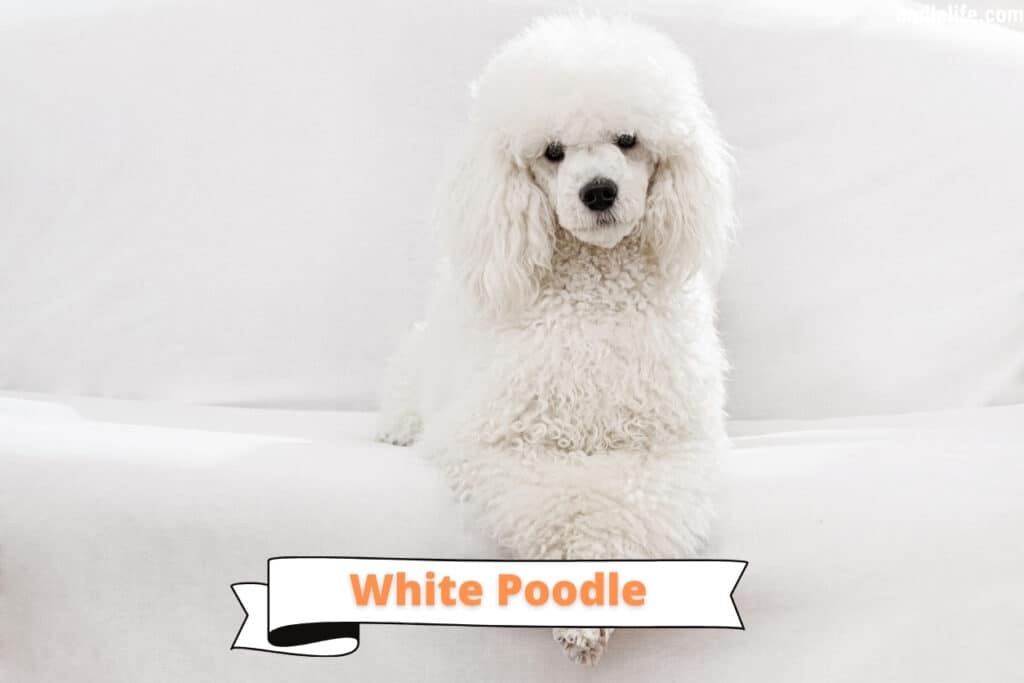 white poodle