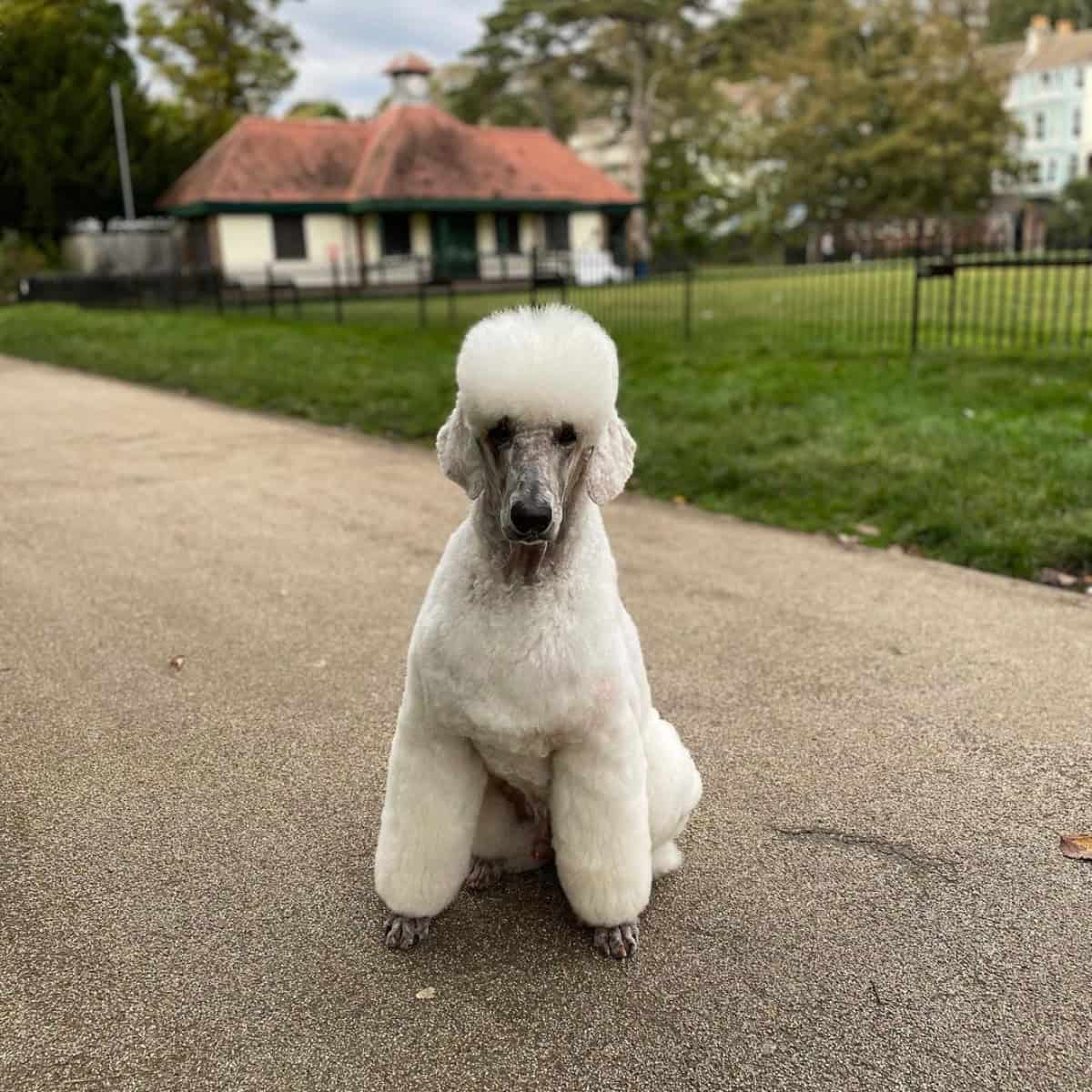 white Poodle on the road