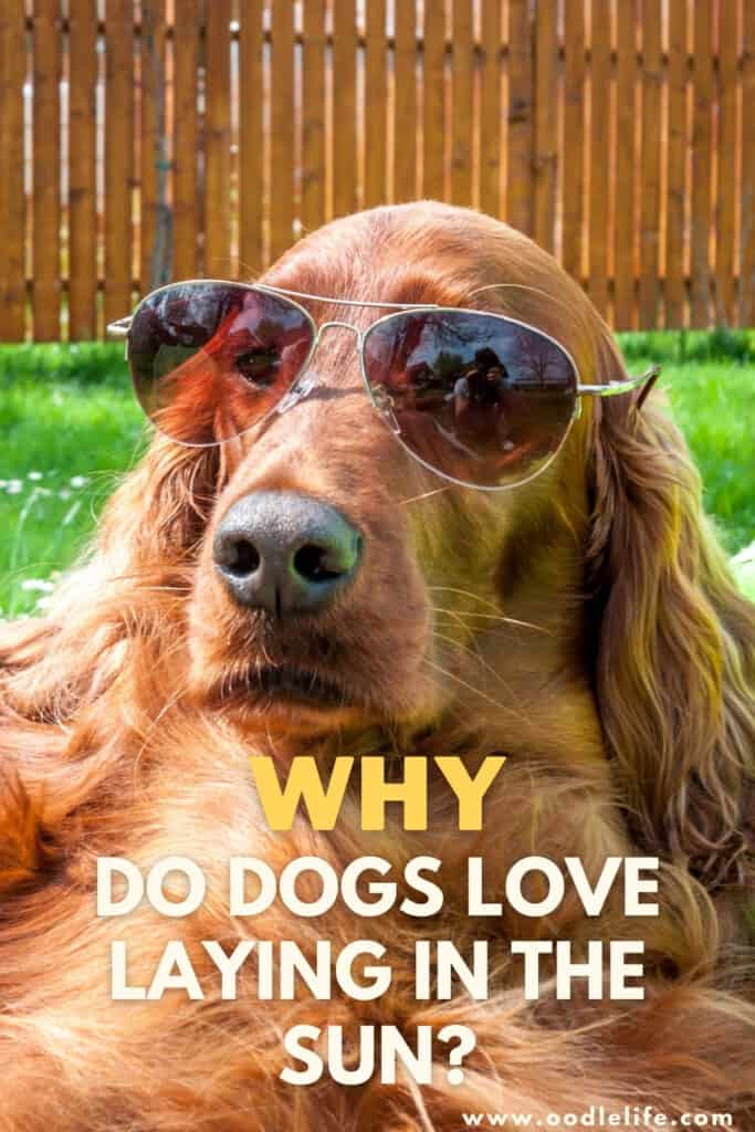 Why Do Dogs Like Lying In The Sun? Oodle Life