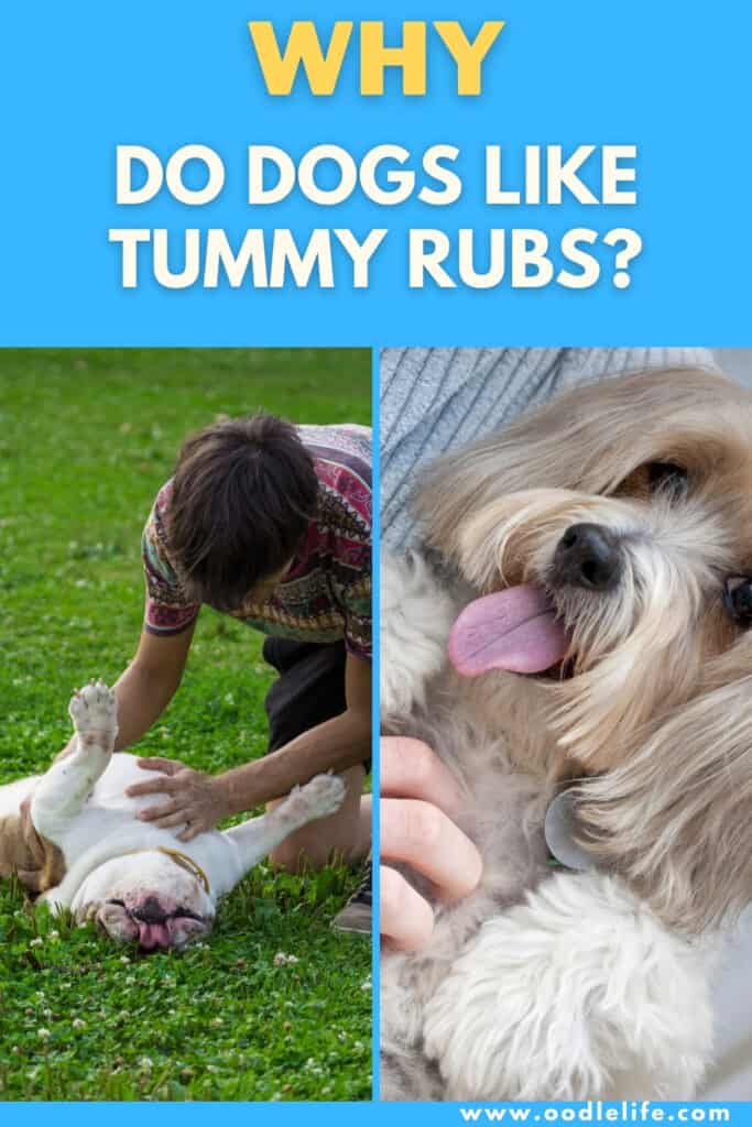 why do dogs like their belly rubbed
