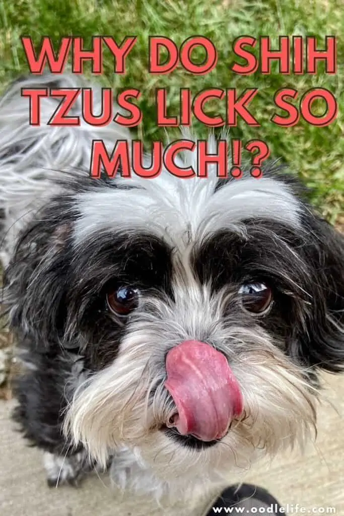why do shih tzus lick so much