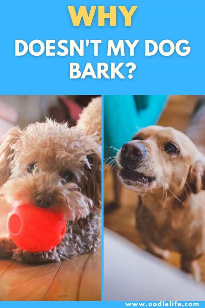 why doesn't my dog bark