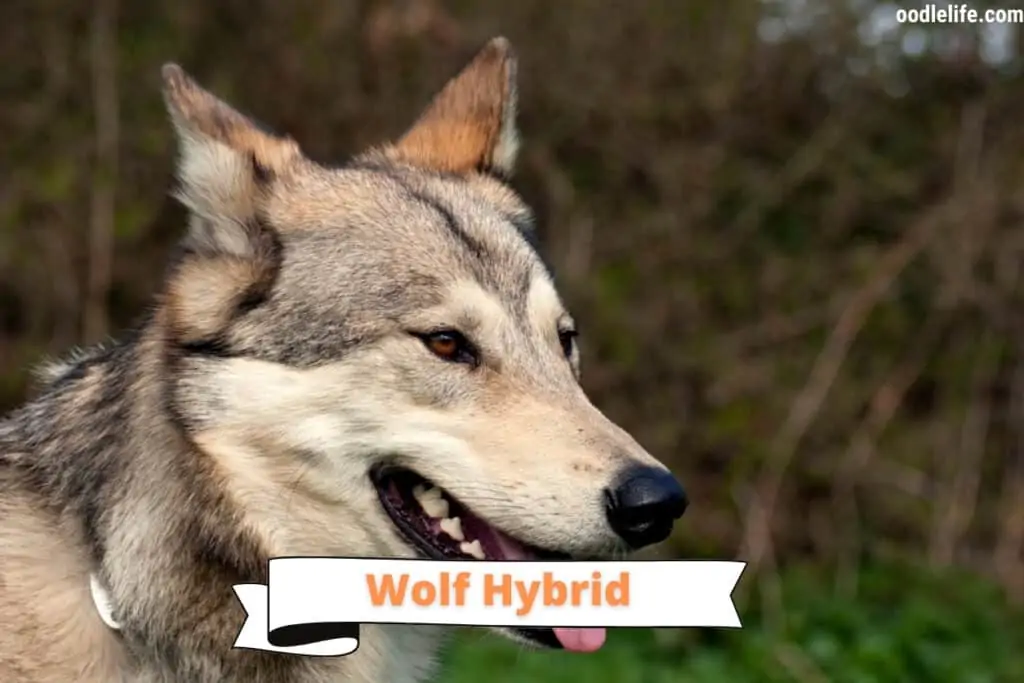 wolf hybrid dog