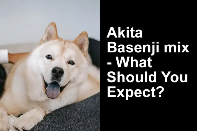 Akita Basenji Mix Breed Guide (with Photos)