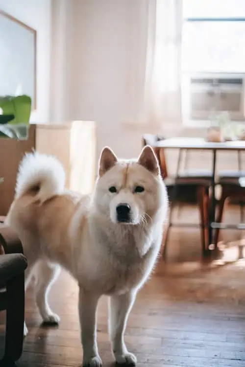 Akita Inu