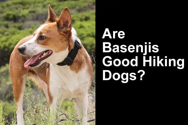 Are Basenjis Good Hiking Dogs?