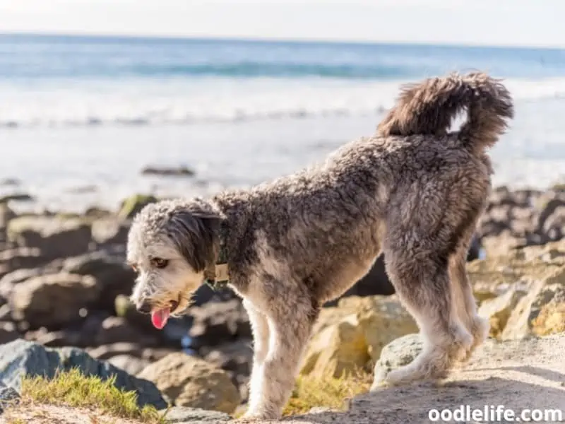 Aussiedoodle at the beach