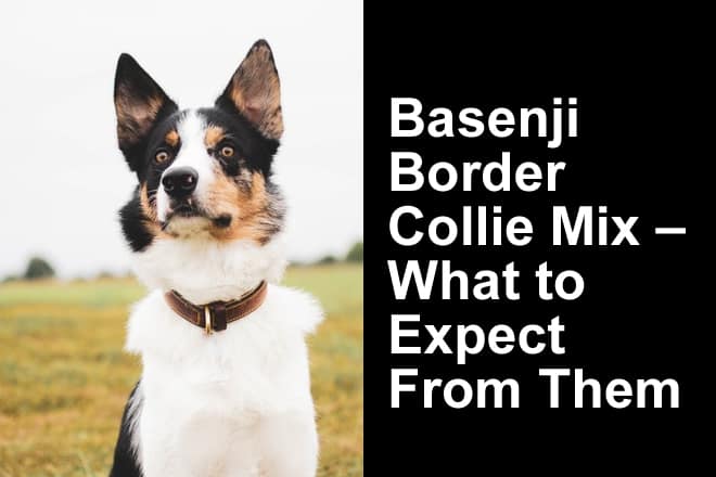 Basenji Border Collie Mix Guide (with Photos) - Oodle Life