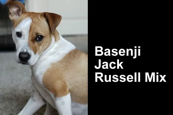 Basenji Jack Russell Mix (Breed Guide + Photos)