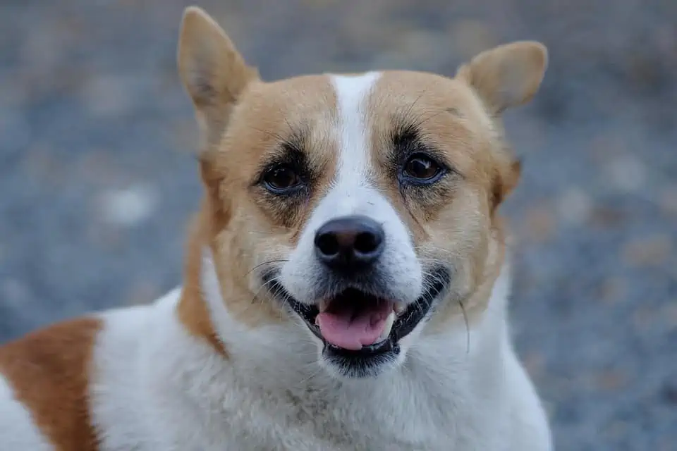 basenji heeler mix