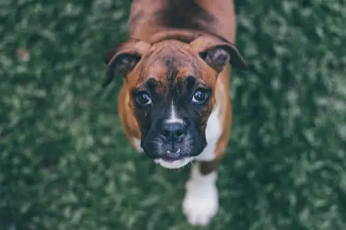 Boxer Basenji Puppy