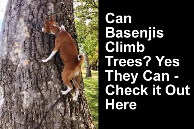 Can Basenjis Climb Trees? (YES! with Video)