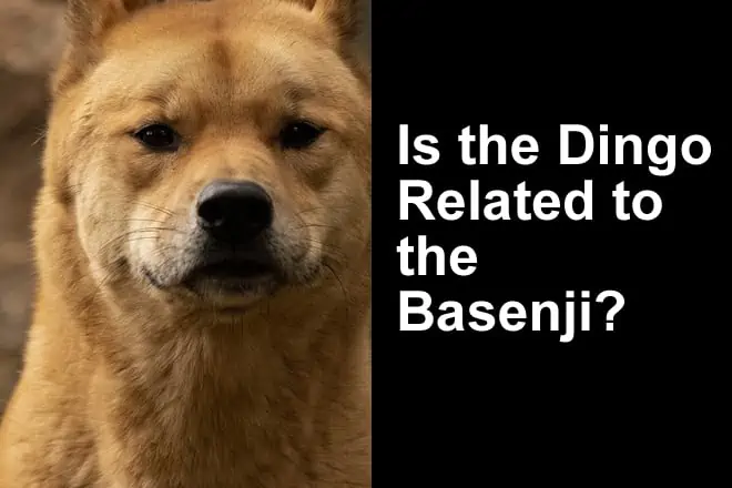 Dingo vs Basenji – Is the Dingo Related to the Basenji? (Photos)