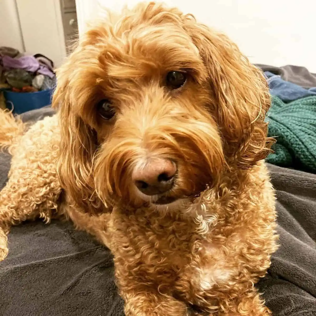 alone Cockapoo looks sad