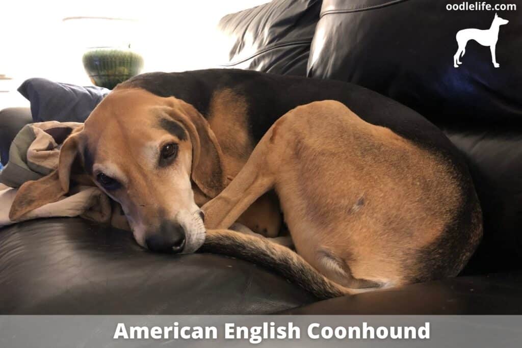 american english coonhound