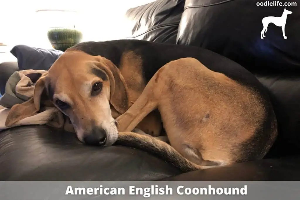 american english coonhound