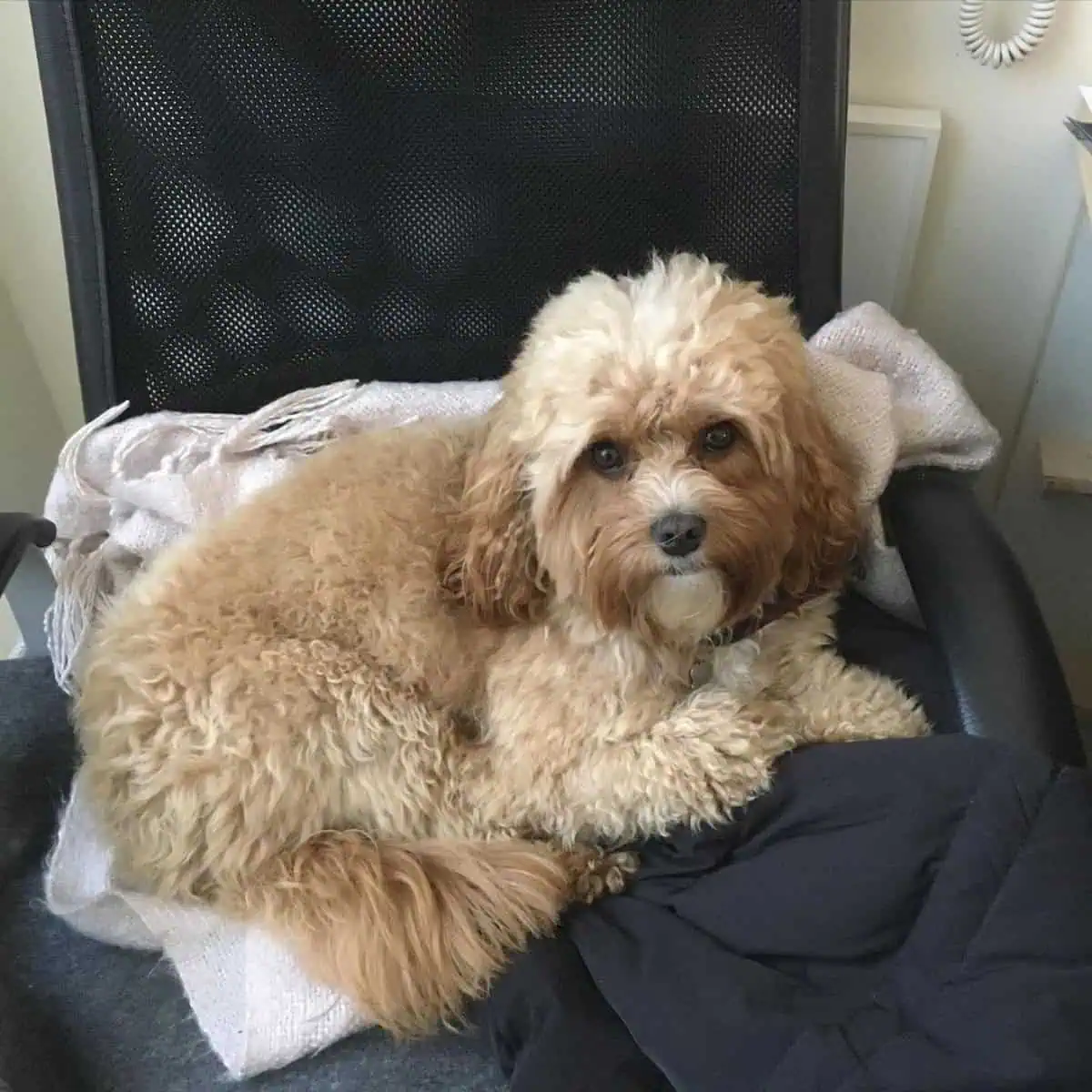 anxious Cavapoo on chair