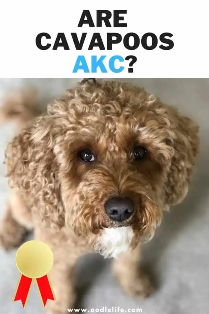 are cavapoos akc