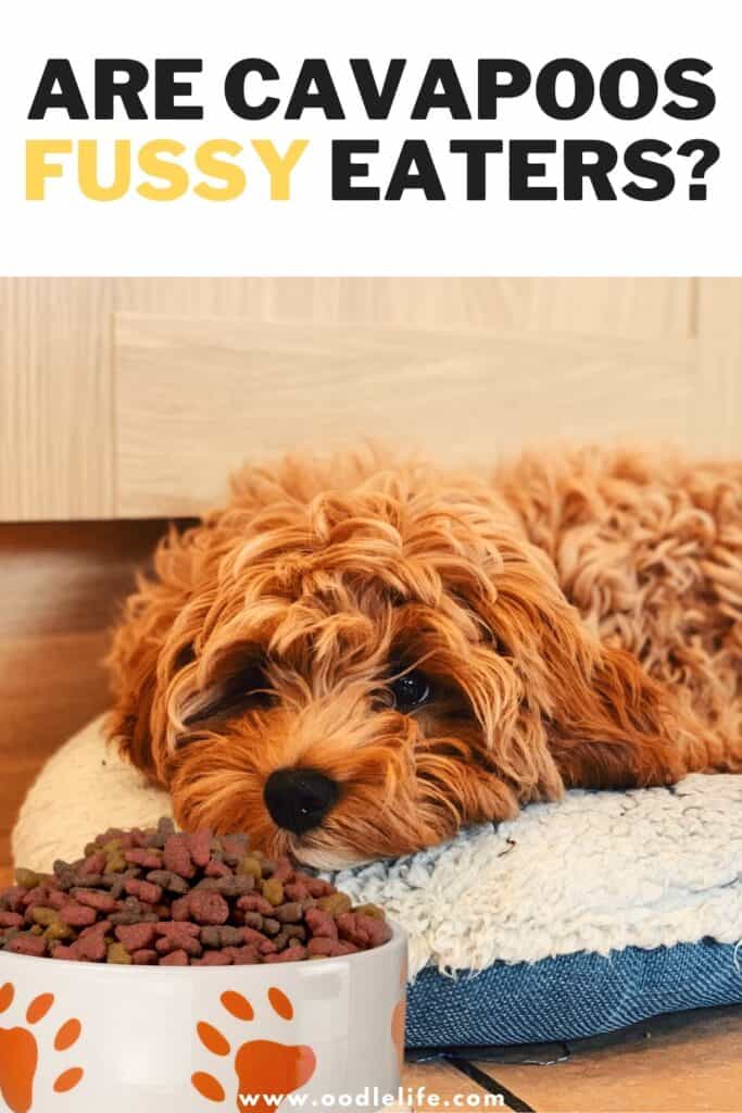 are cavapoos fussy eaters